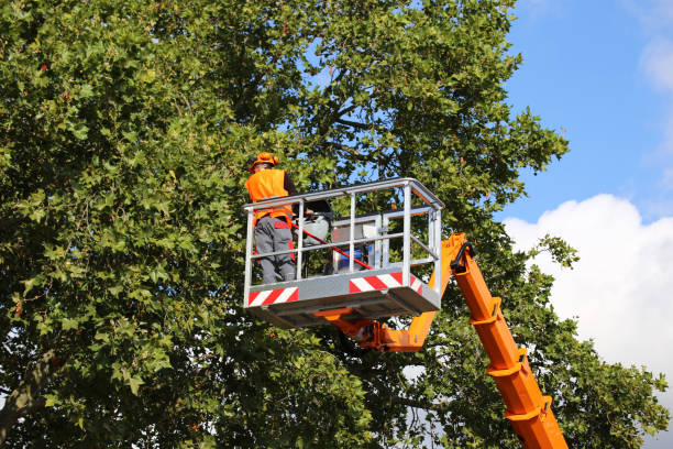 Best Tree Preservation Services  in Nicholson, GA